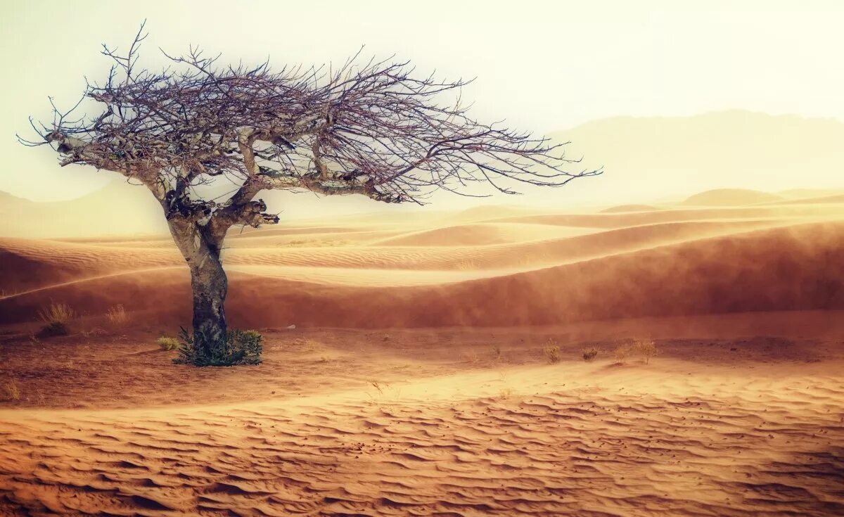 Акация Тенере. Анчар дерево. Дерево в пустыне. Сухое дерево в пустыне. Africa now