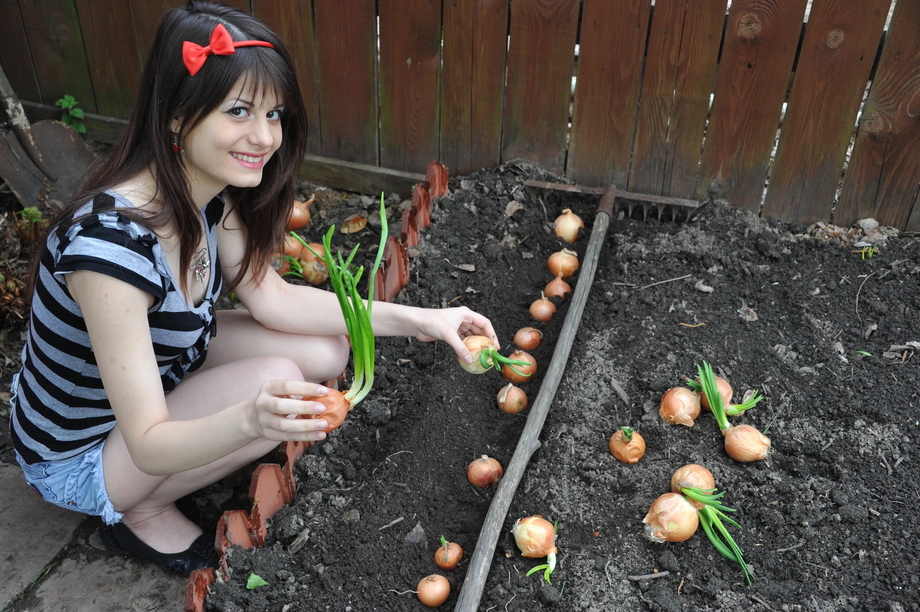 прополка огорода на даче. баба на грядке. капуста кочанная огородная. молодые на грядке. капуста на грядке.