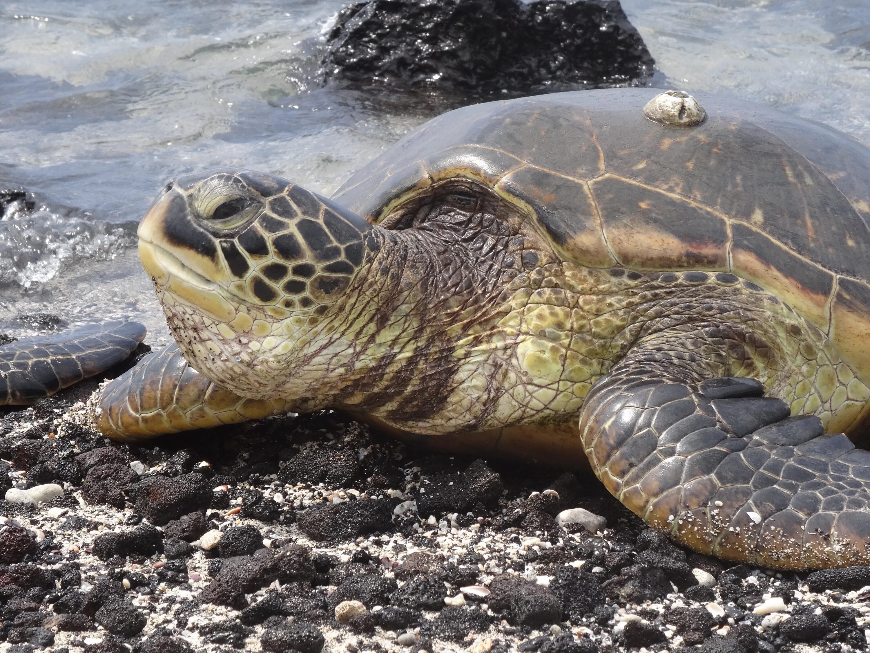 Нильская черепаха. Атлантическая Ридлея черепаха. Кожистая морская черепаха. Морская Болотная черепаха.
