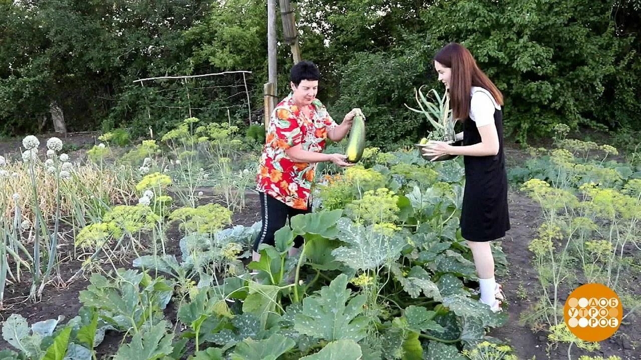 Середина лета. Огород и сад канал Медведевых. 15 Июля середина лета. 15 Июля середина лета картинки. Середина лета 2019