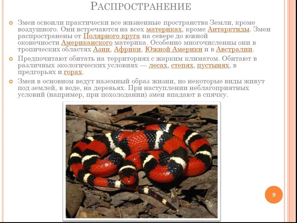 Гадюки распространение. Змеи зимой впадают в спячку. Змея впадает в спячку зимой. Как змеи впадают в спячку. Змеи общая характеристика.