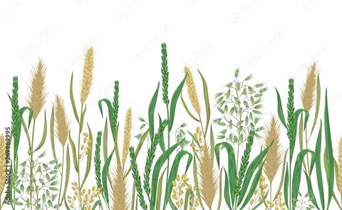 Рис рожь овес