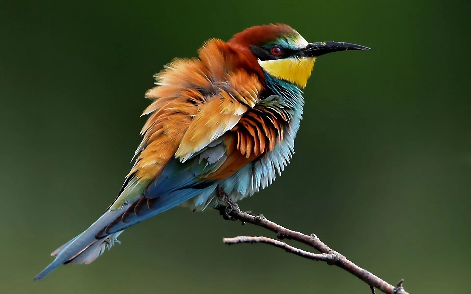 Синеголовая щурка. Яркие птички. Разноцветные птицы. Яркие и красочные птицы. Птицы с красивым оперением
