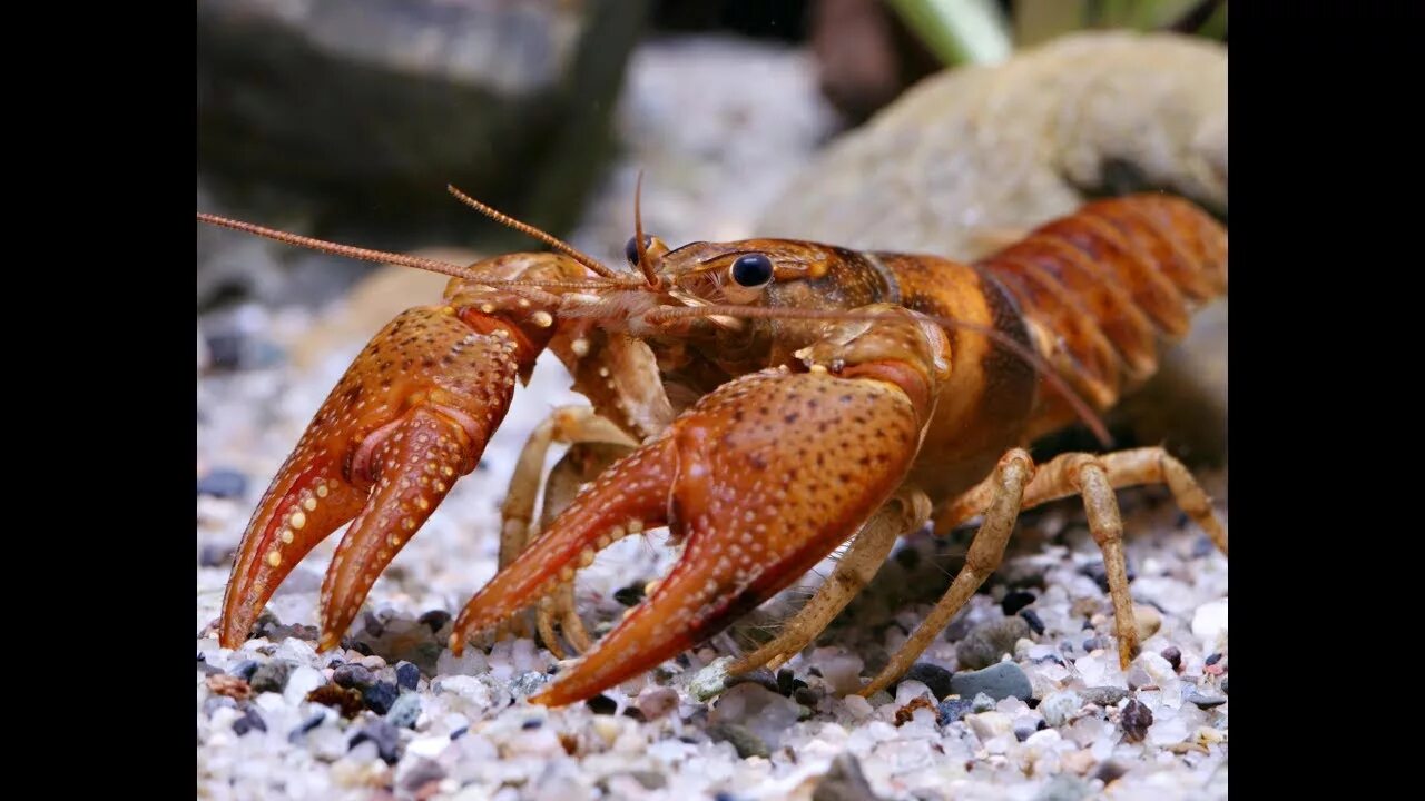 Чем кормить рачков в домашних условиях. Ракообразные домашние. Речные рачки маленькие. Рачки в аквариуме. Калифорнийский красный краб.