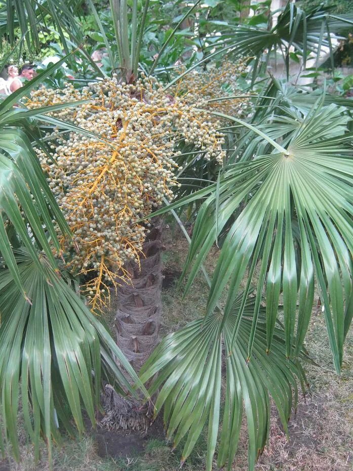 Пальма асаи в Сочи. Цветение финика. Семейство пальмовых хамедулия. Вашингтония цветение.
