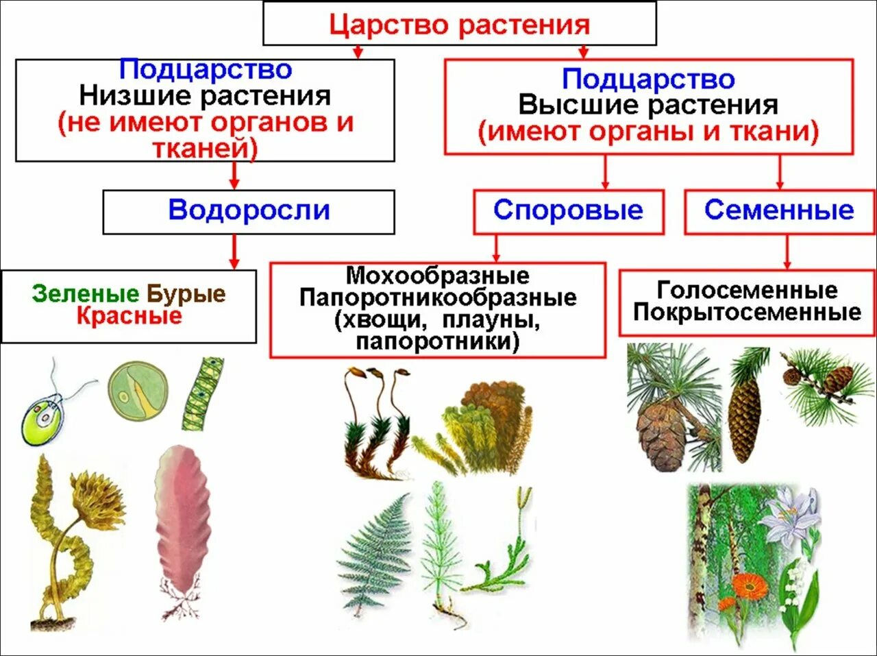 Споровые растения примеры названия. Классификация высших споровых растений схема. Царство растения Подцарство высшие растения. Споровые растения низшие высшие схема. Отделы растений в биологии схема.