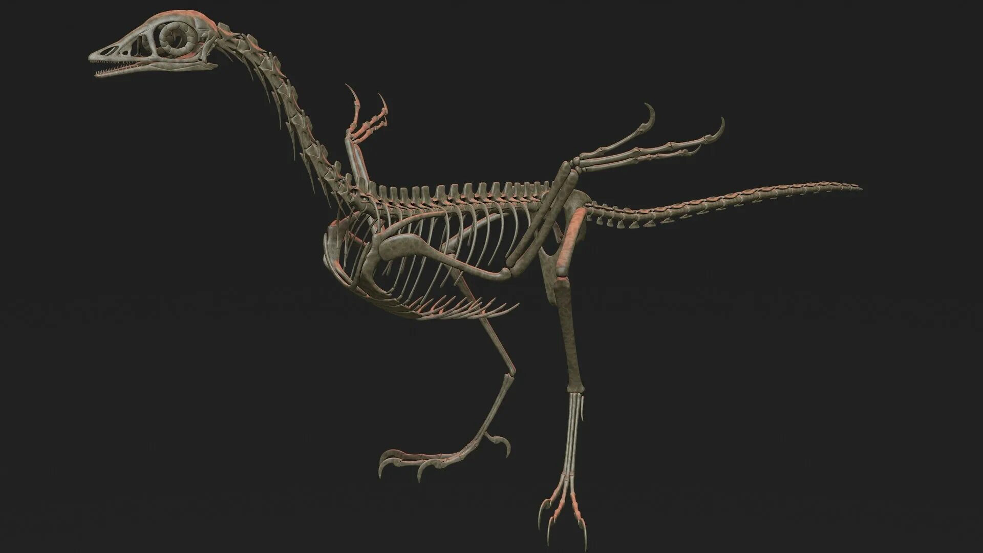 Археоптерикс скелет. Археоптерикс скелет 1999. Скелеты динозавров археоптерикса. Archaeopteryx 3d model. Скелет археоптерикса