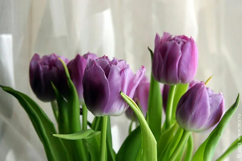 букет из фиолетовых тюльпанов. фиолетовые тюльпаны к чему. фиолетовые тюльпаны к чему. тюльпан пурпл рейн. тюльпан будлайт.