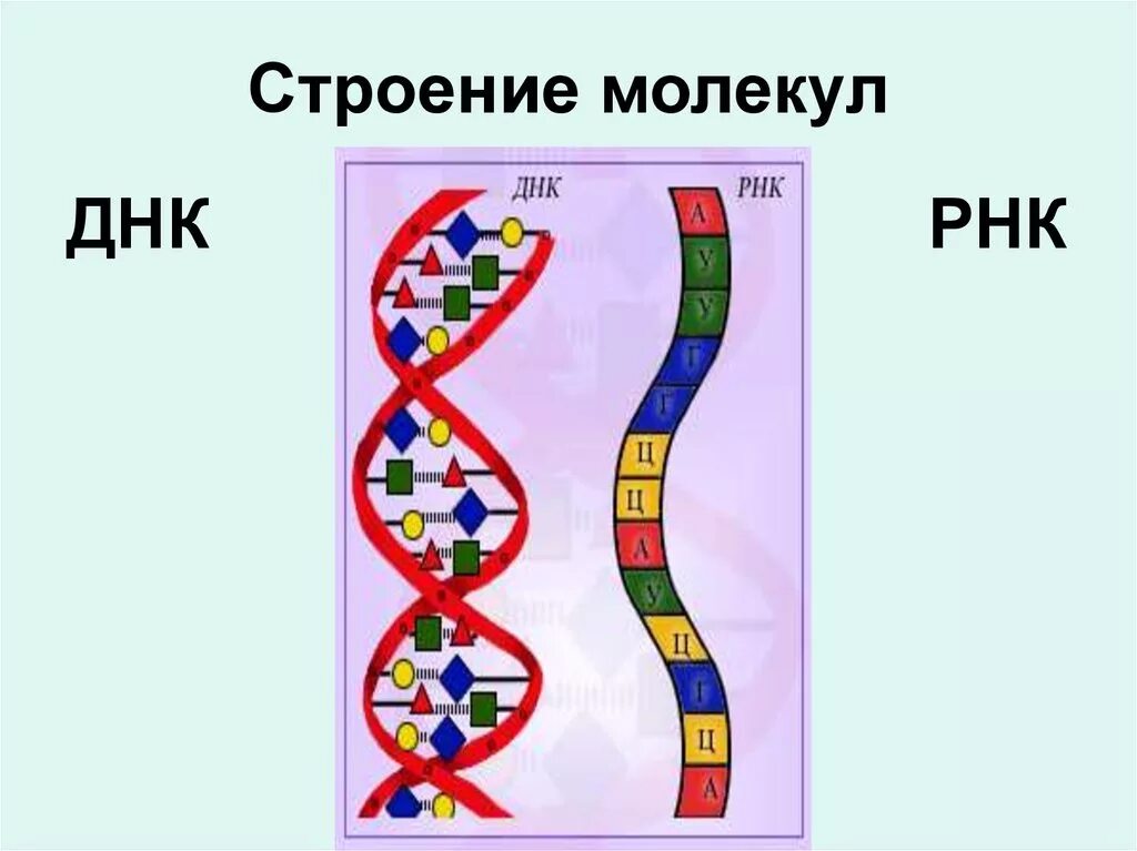 Структура молекулы ДНК И РНК. Схема строения молекулы ДНК И РНК. Зарисуйте схему строения ДНК, РНК.. Схема строения ДНК И РНК. Рисунок молекулы рнк