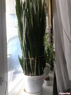 Тест тещин язык
