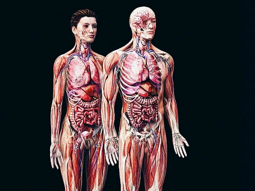 Отдельные органы человека. Тело человека. Анатомия человеческого тела. Внутренние органы.