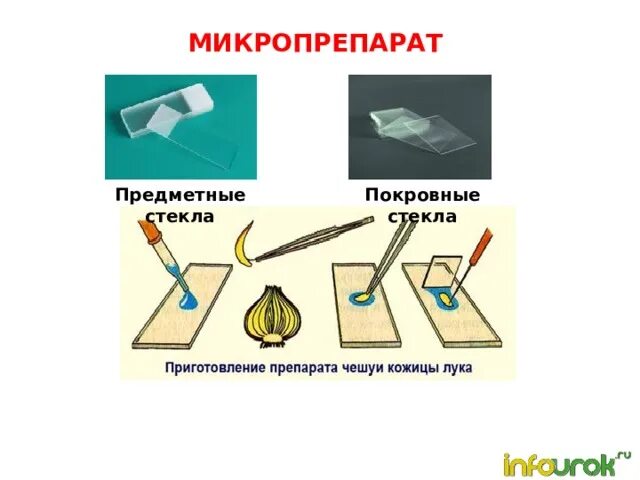 Для чего нужны предметные и покровные стекла. Для чего нужны предметные и покровные стекла