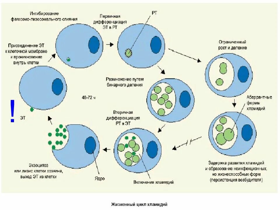 Жизненный цикл хламидий. Схема цикл развития хламидий. Этапы цикла развития хламидии. Стадии цикла развития хламидий. Цикл развития хламидий микробиология.