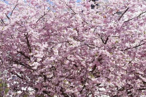 Sweet blooming