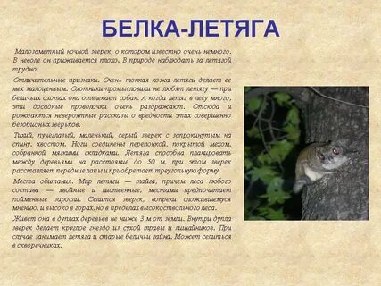 Белка летяга доклад 4 класс окружающий мир