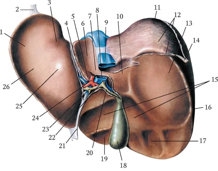 Печень анатомические образования. Доли висцеральной поверхности печени. Висцеральная поверхность печени анатомия. Борозды печени на висцеральной поверхности. Строение печени висцеральная поверхность поверхность.