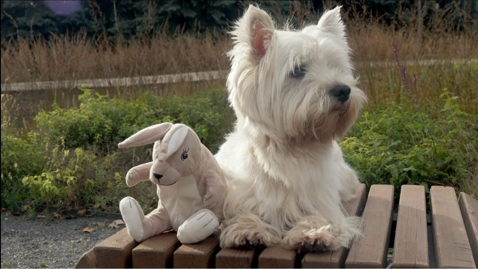 Собака на корме чаппи. Чаппи собака порода. Собака из рекламы Чаппи. Собака с корма Чаппи порода. Реклама Чаппи порода собаки.