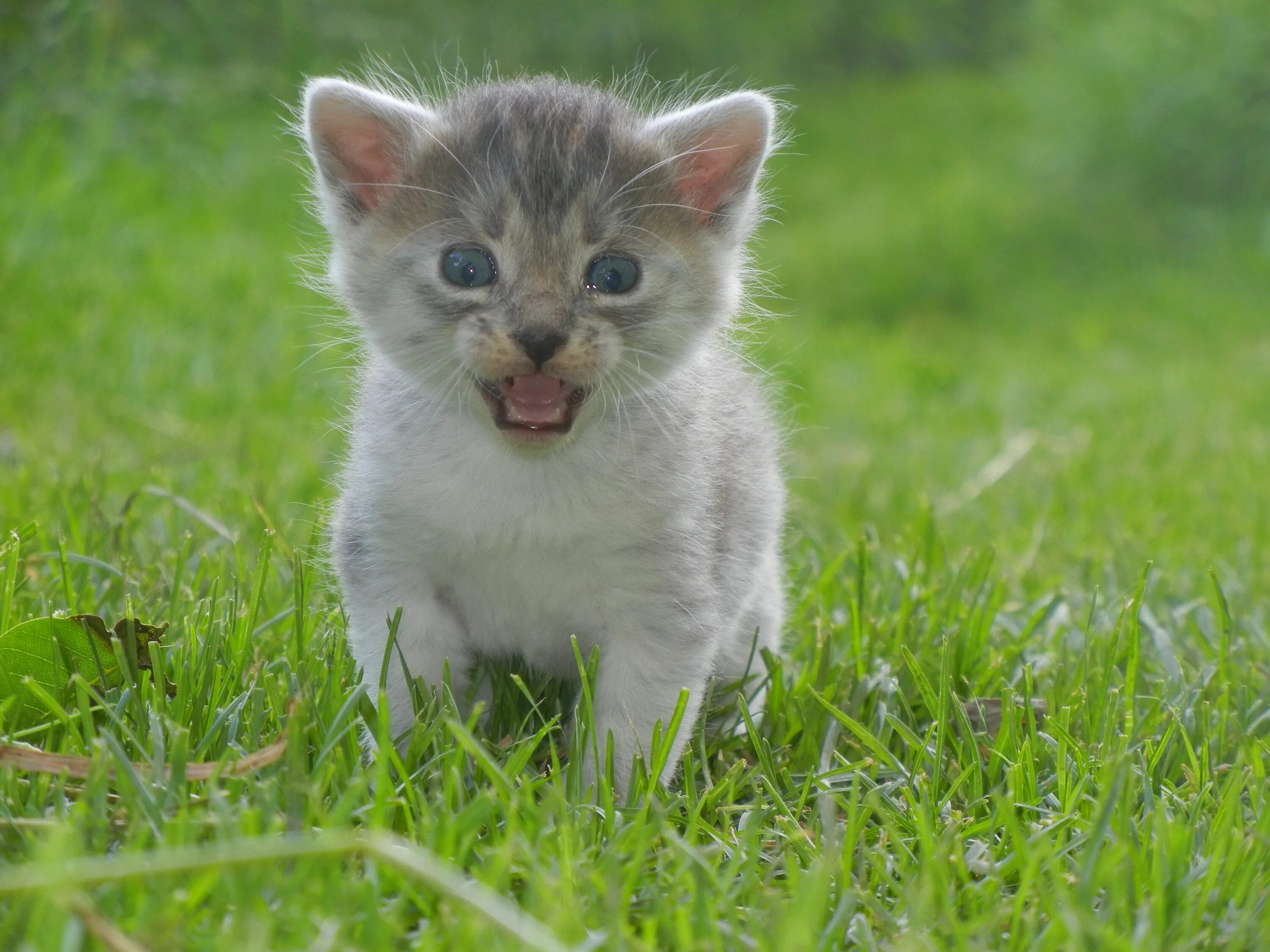 Маленькие котятки. Маленький котенок. Котенята маленькие. Крошечный котенок. Звери котенок