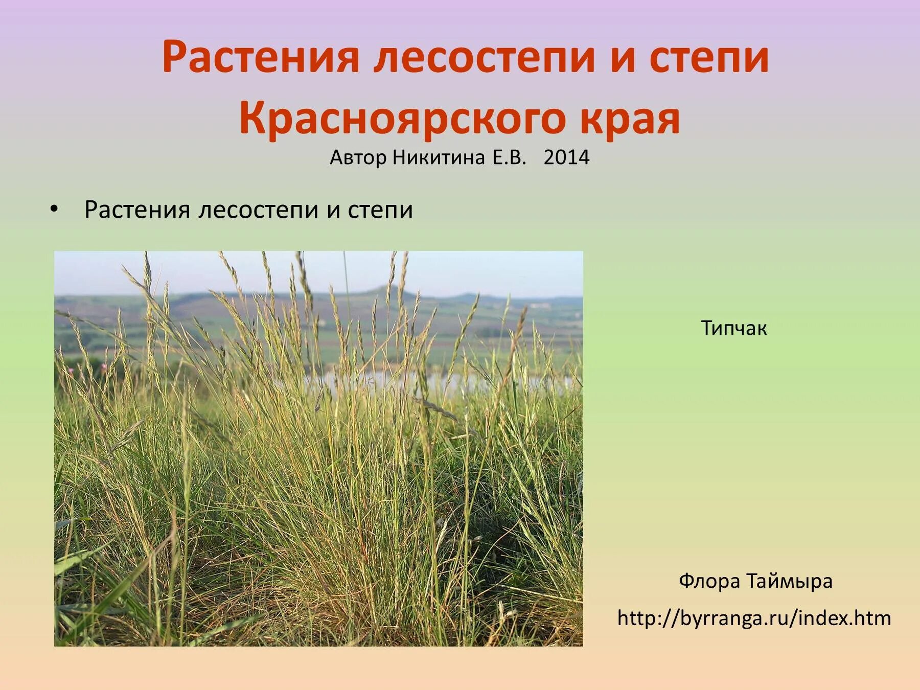 Какие травы в степи. Растительный мир лесостепи в России. Лесостепи и степи растения. Травы лесостепной зоны. Лесостепь животные и растения.