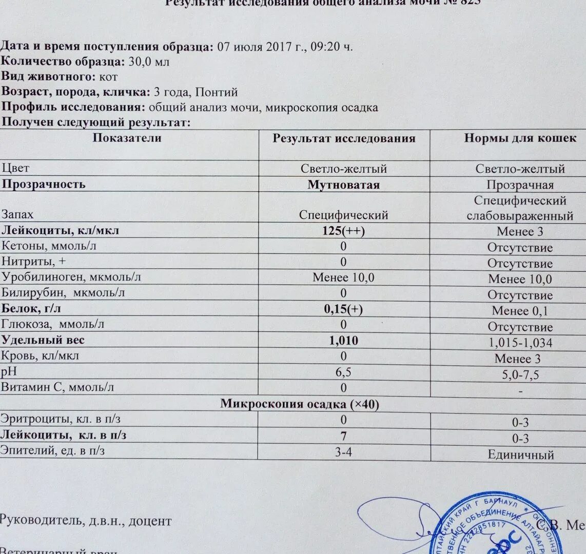 Кошка моча. Анализ крови биохимия при мочекаменной болезни у котов. Анализ мочи при мочекаменной болезни у женщин показатели. Показатели цистит анализ мочи норма. Анализ крови при мкб у котов.