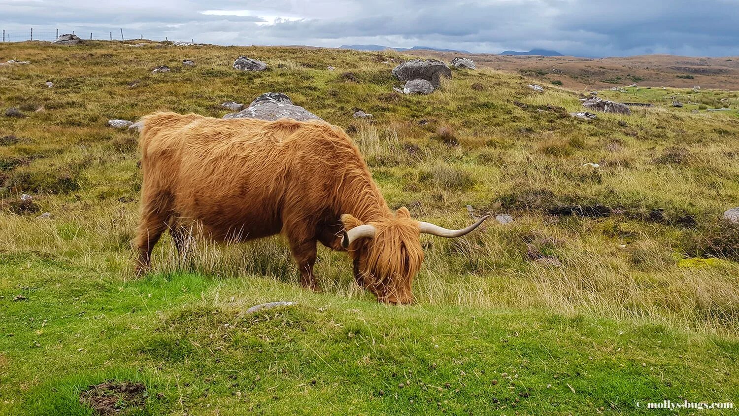 Scotland animal