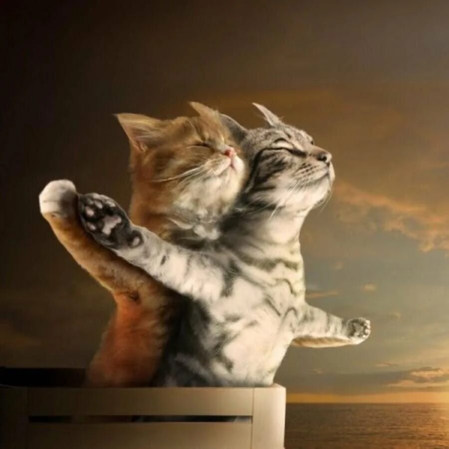 Новогодние аватарки. Кот с сердечками. Милые мультяшные котята. Красивые рисунки котят. Кошки арты.