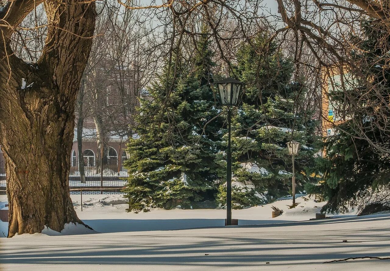 Хвойные новосибирск. Парк с елями. Елка зимой в парке. Аллеи в парке зимой с елками. Ель в парке.