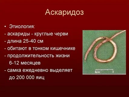 Санпин аскаридоз
