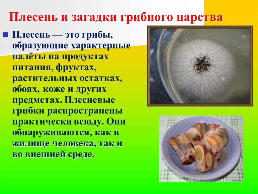 Плесень егэ
