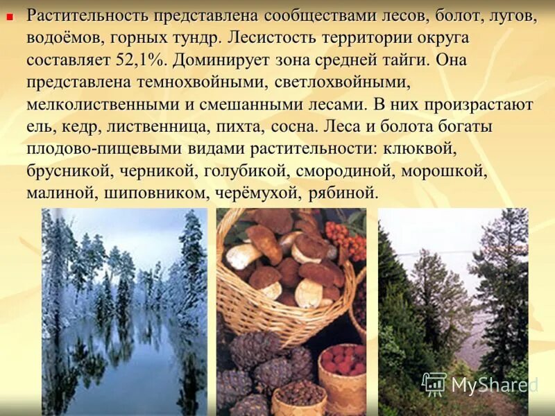 Разнообразие природы югры. Окружающий мир разнообразие природы хмао. Природа родного края хмао. Окружающий мир разнообразие природы хмао. Природа югры презентация.