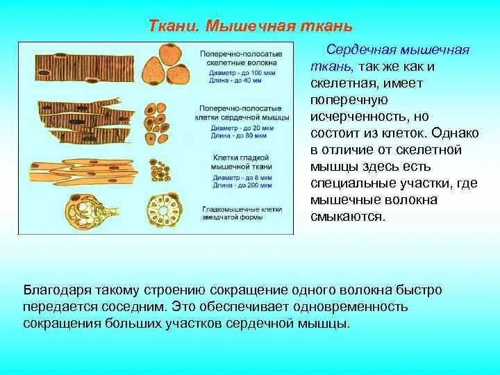 Непереваренные мышечные волокна. Мышечные волокна в кале ребенка 2 года. Скелетная мускулатура образована тканью. Мышечные волокна без исчерченности в большом количестве. Препарат сердечная мышечная ткань железный гематоксилин.