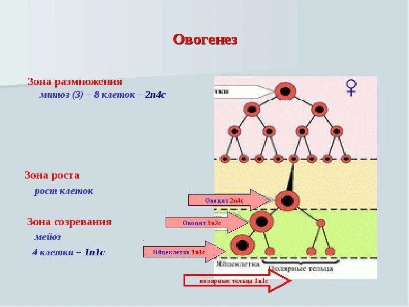 Зона размножения овогенеза. Гаметогенез вебиум. Распределение органелл при созревании овоцита схема. Овогенез зона роста. Сперматогенез фаза размножения.