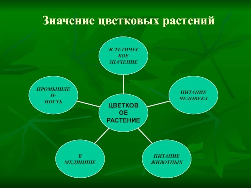 Функции покрытосеменных. Значение цветковых растений в жизни человека. Роль цветковых растений. Значение цветковых растений в природе и жизни человека. Цветковые растения значение.