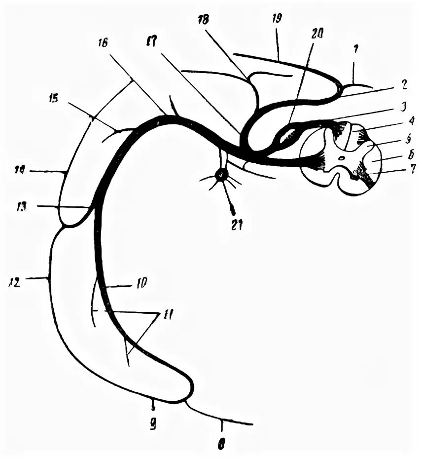 образование и ветви спинномозгового нерва (схема). нервные окончания функции. центральная нервная система позвоночник. серое и белое вещество спинного мозга рисунок. рефлекторная дуга вставочный нейрон чувствительный нейрон.