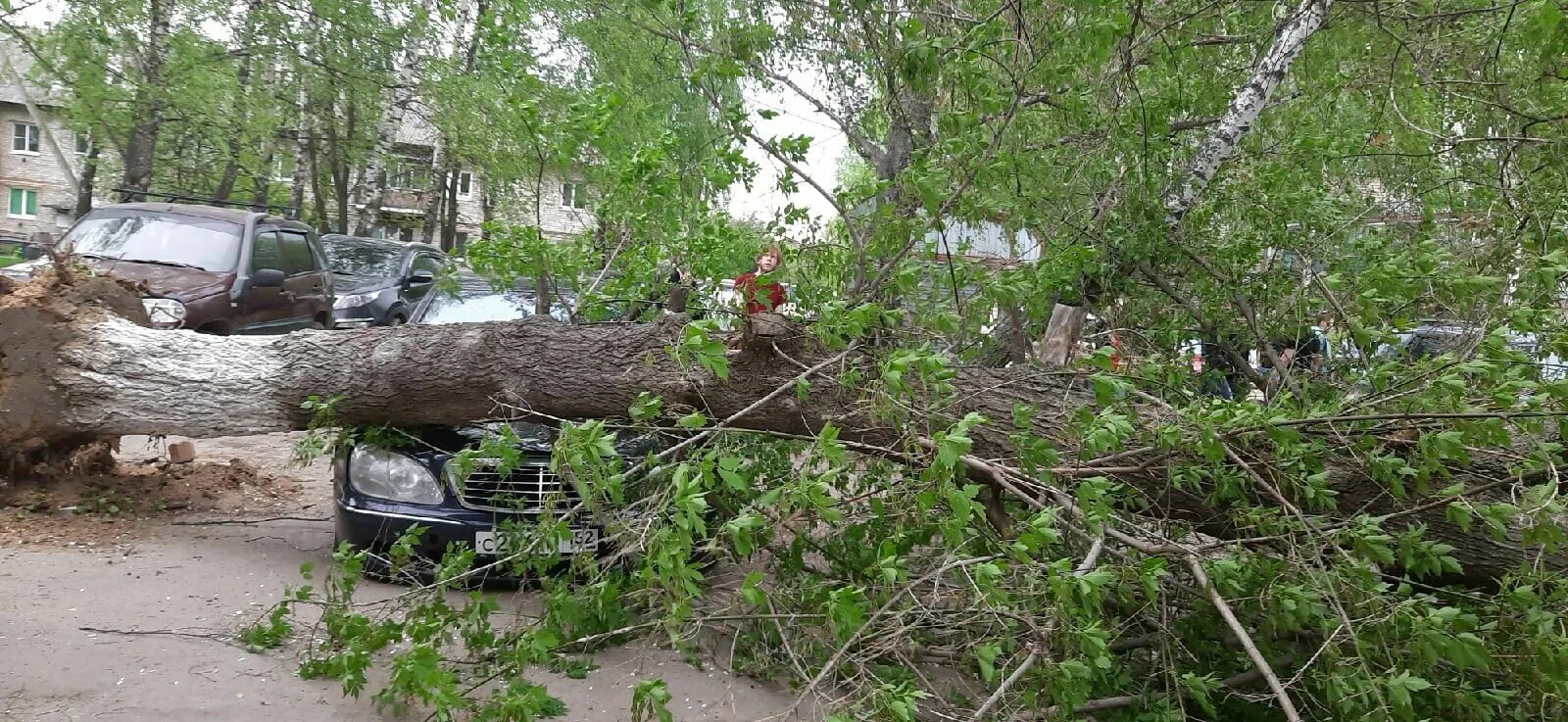 Ураган в Нижнем Новгороде. Ураган Нижегородская область 2010г. Упавшее дерево. Ураган повалил деревья.