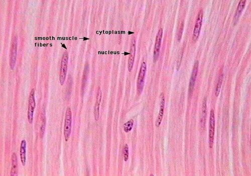 Гладкие мышцы многоядерные. Smooth muscle Tissue Histology. Гладкие мышцы под микроскопом. Надрыв мышц под микроскопом. Smooth muscle Tissue Histology with Detection.