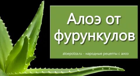 Алоэ на рану