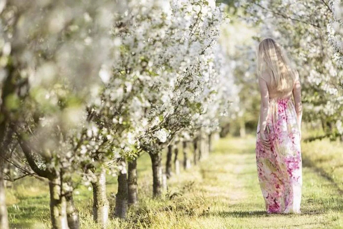 Таганай подснежники. Подснежник галантус голубой. Белые подснежники, крокусы. Первоцвет росток. Цветы из под снега.