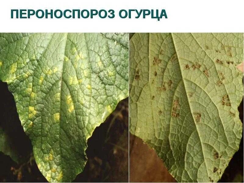 Болезни огурцов: описание с фотографиями