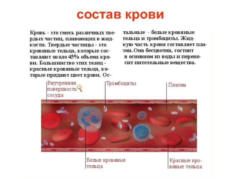 Состав крови. Кровь состав крови. Из чего состоит кровь.