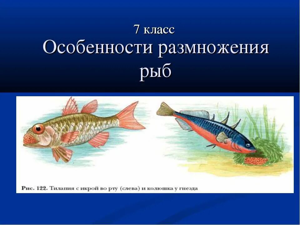 особенности размножения рыб презентация 7 класс пономарева. доклад на тему размножение рыб. особенности размножения рыб. особенности размножения рыб презентация 7 класс пономарева. доклад на тему размножение рыб.