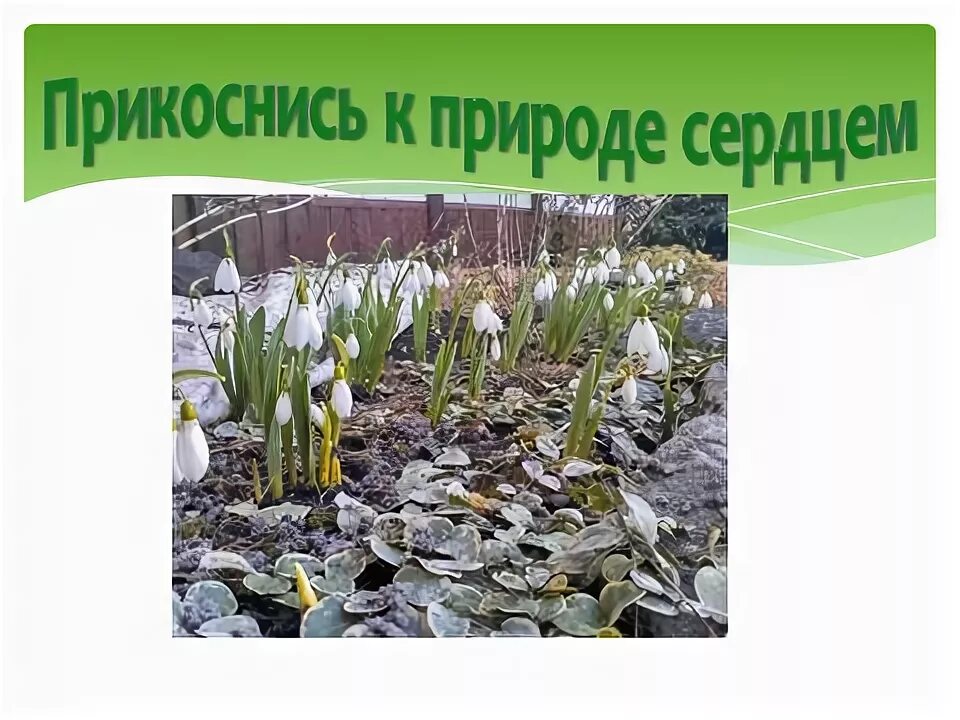 Прикоснись к природе сердцем и душой - презентация онлайн