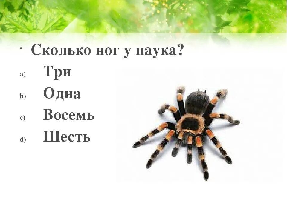 Сколько пар лап у паука