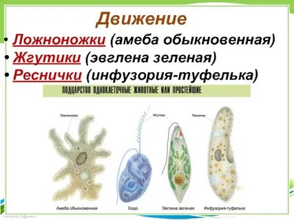 Амеба передвигается с помощью ресничек