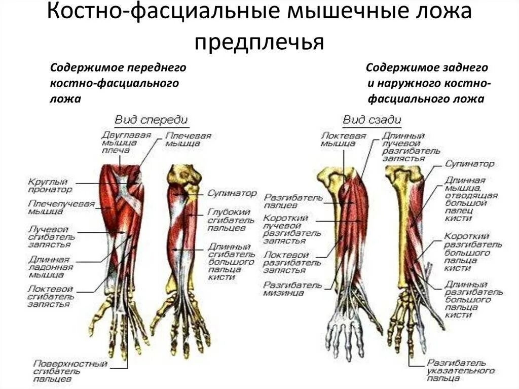 Стороны предплечья. Строение плеча и предплечья сзади. Мышцы предплечья схема. Мышцы предплечья анатомия человека. Супинатор предплечья анатомия.