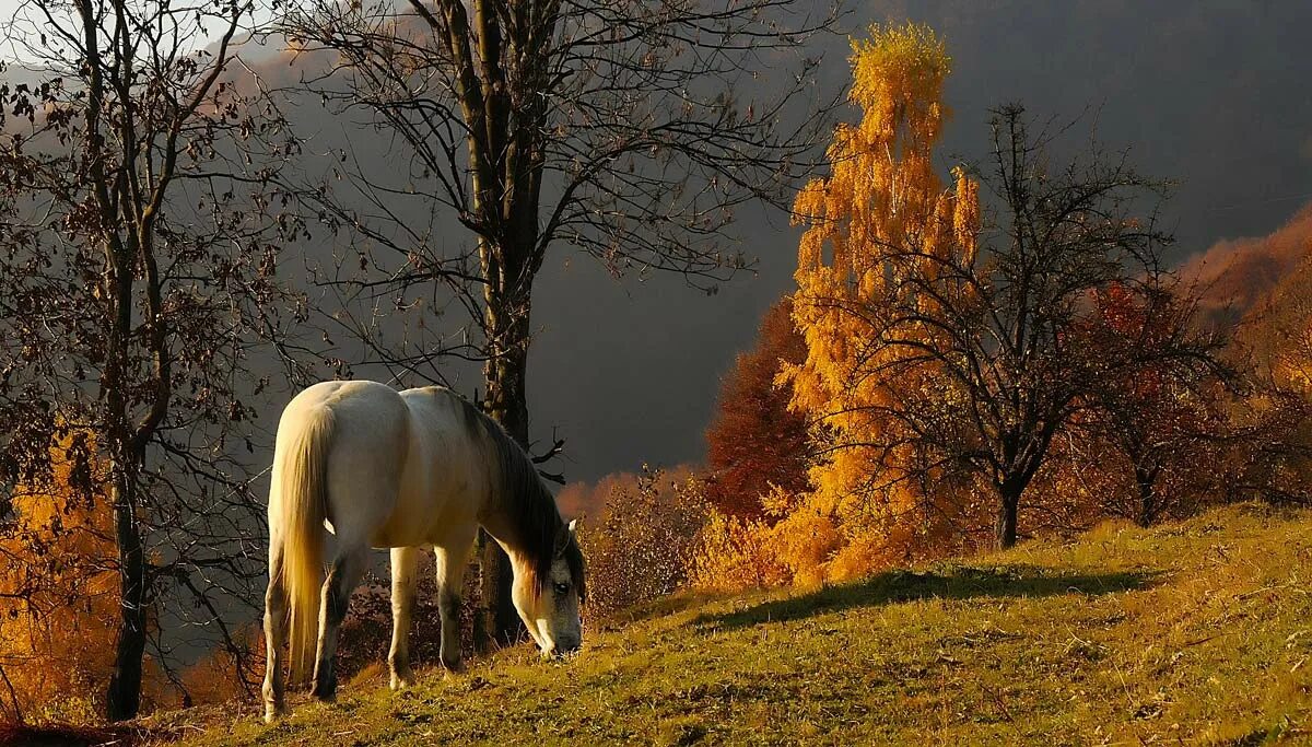 Nature работа