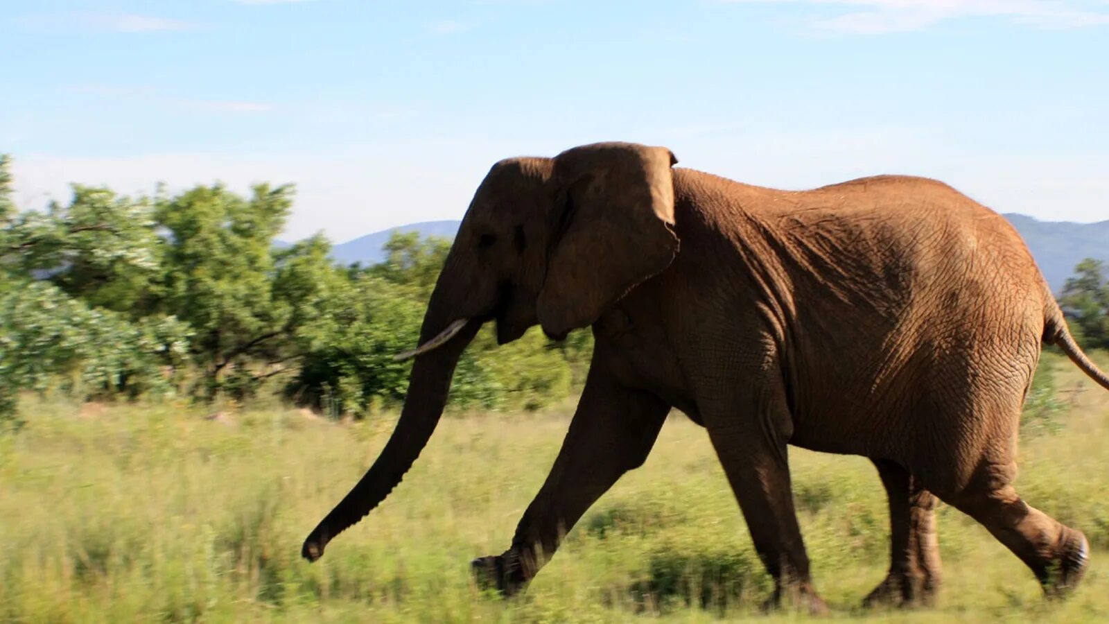 Слон бежит. Слоны бегут. Бег слона. Слон бегает. An elephant can run