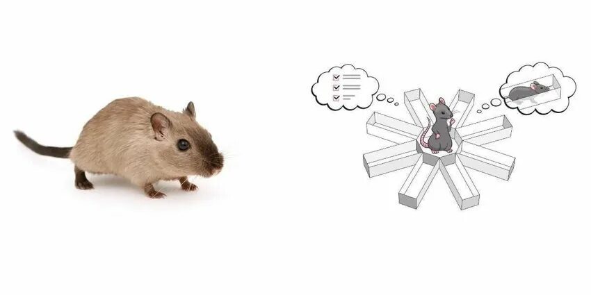 Социальное мышление крыс. Когнитивная карта крысы. Эксперимент Толмена с крысами. Толмен опыт с крысой. Опыт Толмена с крысами.