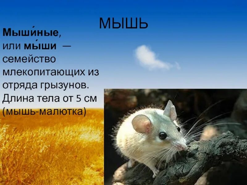 Животное поля сообщение. Животные обитатели полей. мышь млекопитающее. животные поля презентация. доклад обитатели поля.