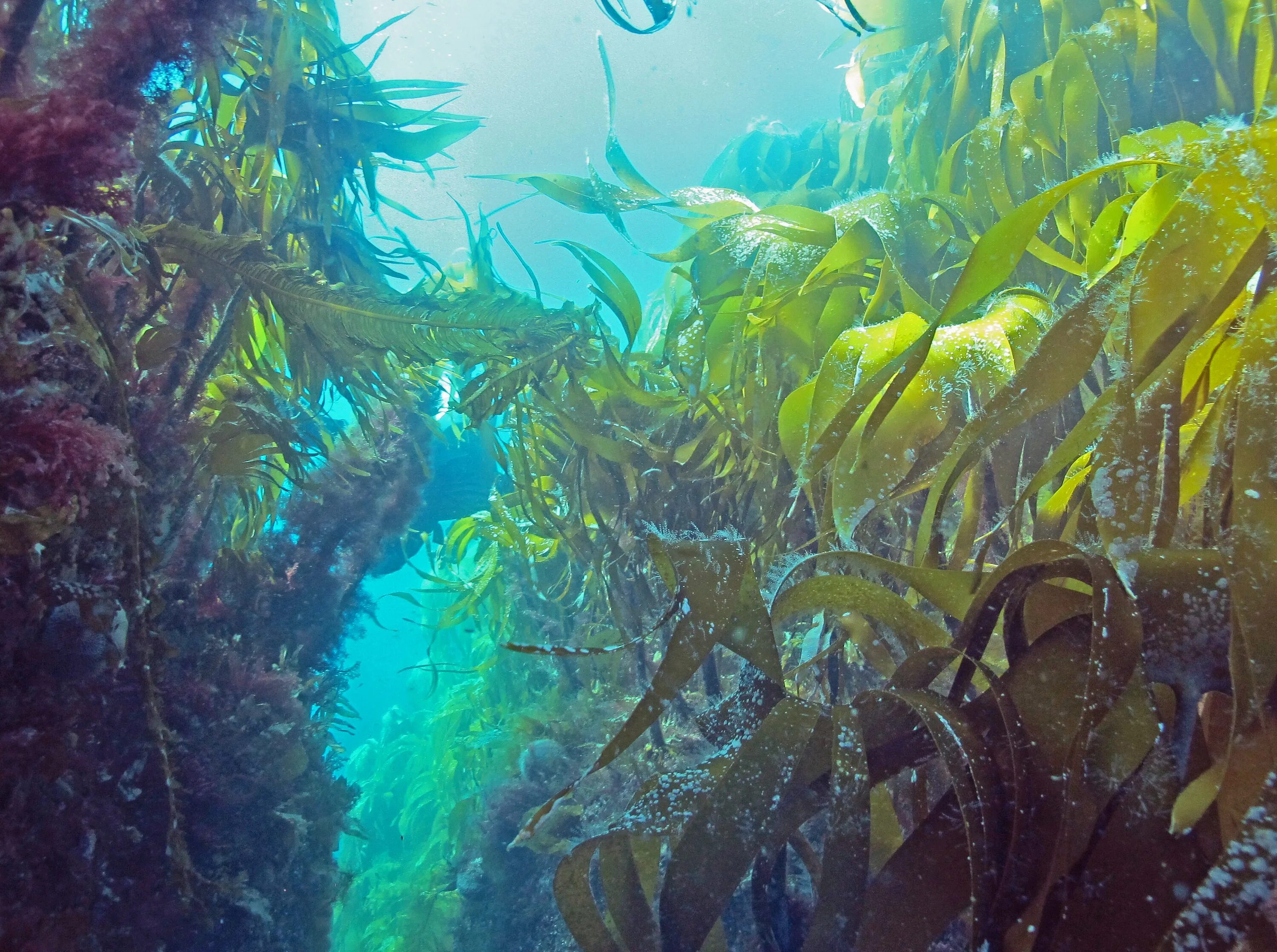 Самые большие водоросли. Подводный "лес"(Kelp Forest). Макроцистис водоросли. Kelp Californian. Водоросли келп Кейптаун.